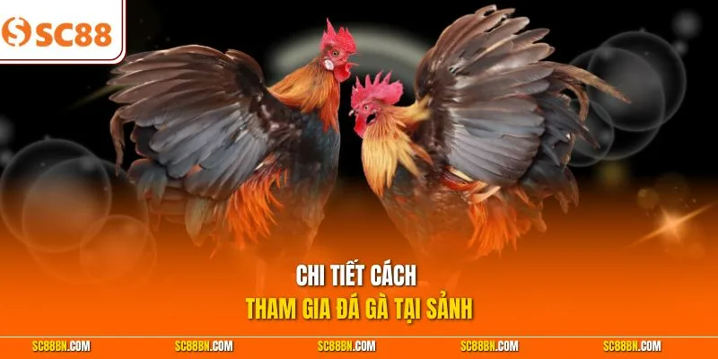 Chi tiết cách tham gia đá gà tại sảnh