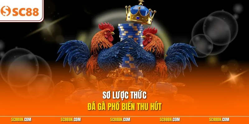 Sơ lược thức đá gà phổ biến thu hút